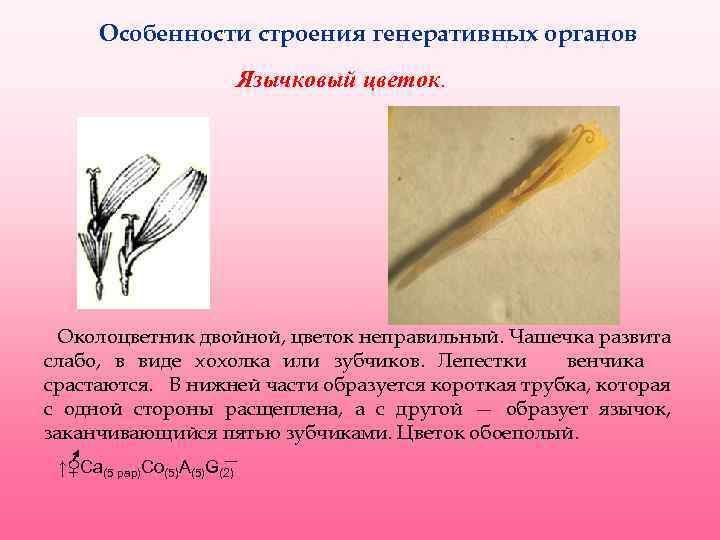 Особенности строения генеративных органов Язычковый цветок. Околоцветник двойной, цветок неправильный. Чашечка развита слабо, в