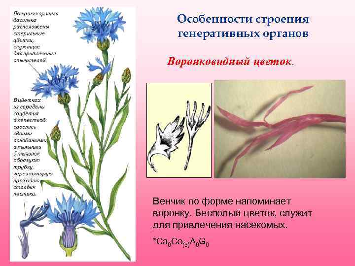 Особенности строения генеративных органов Воронковидный цветок. Венчик по форме напоминает воронку. Бесполый цветок, служит