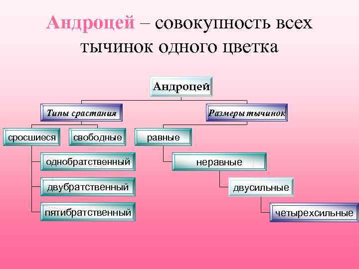 Андроцея это. Классификация андроцея. Типы срастания тычинок. Андроцей двубратственный и однобратственный. Типы андроцея цветка.