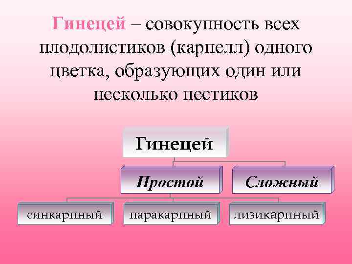 Гинецей – совокупность всех плодолистиков (карпелл) одного цветка, образующих один или несколько пестиков Гинецей
