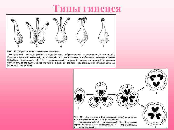 Апокарпный гинецей рисунок