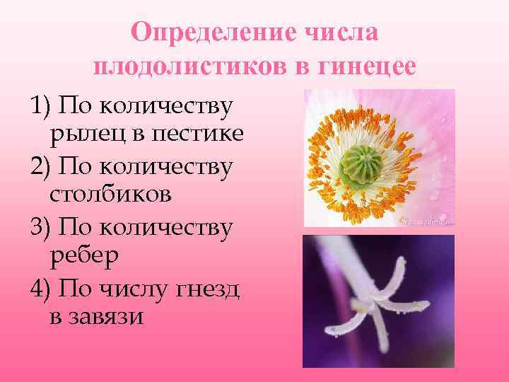 Определение числа плодолистиков в гинецее 1) По количеству рылец в пестике 2) По количеству