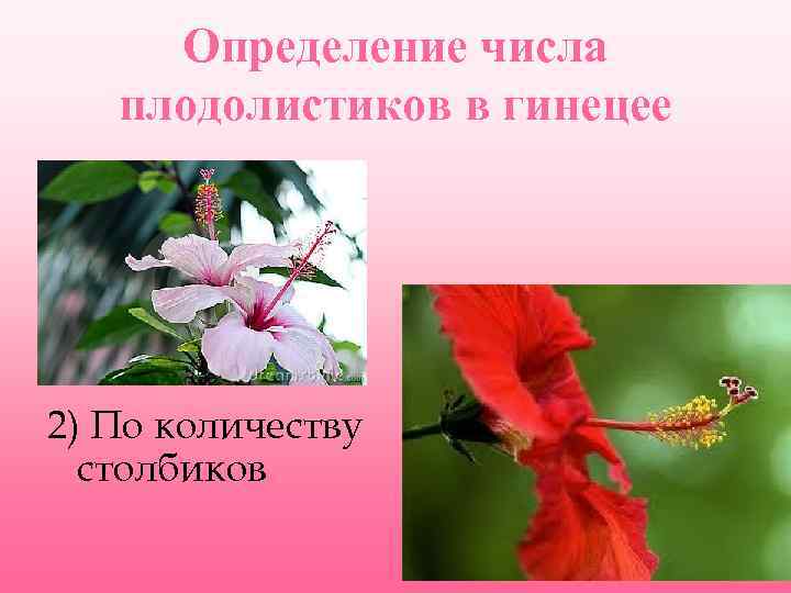 Определение числа плодолистиков в гинецее 2) По количеству столбиков 