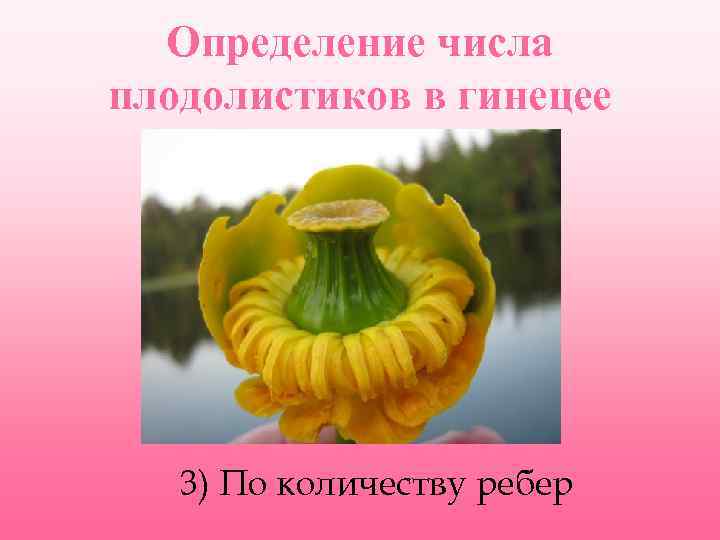 Определение числа плодолистиков в гинецее 3) По количеству ребер 