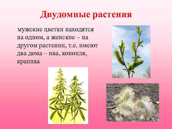 Двудомные растения мужские цветки находятся на одном, а женские – на другом растении, т.
