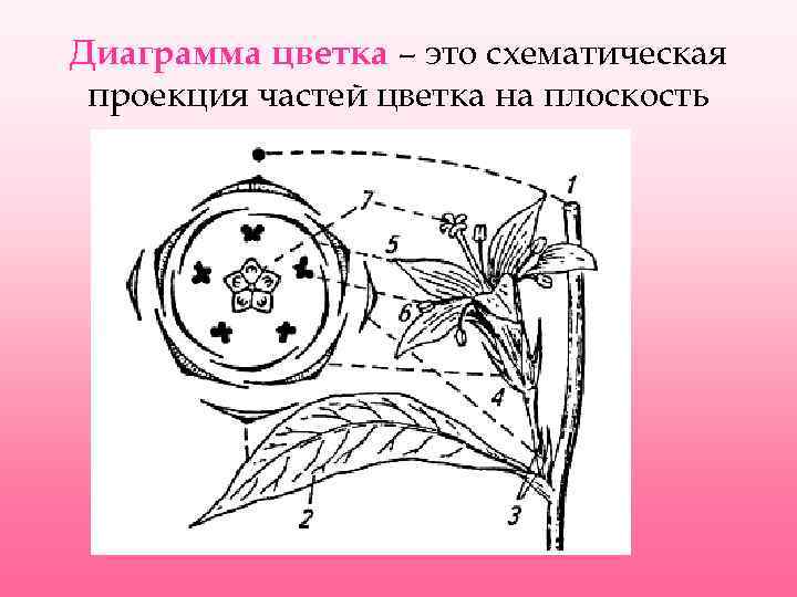 Какой признак показанный на диаграмме цветка позволяет определить