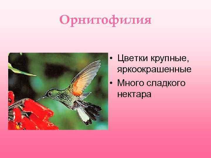 Орнитофилия • Цветки крупные, яркоокрашенные • Много сладкого нектара 