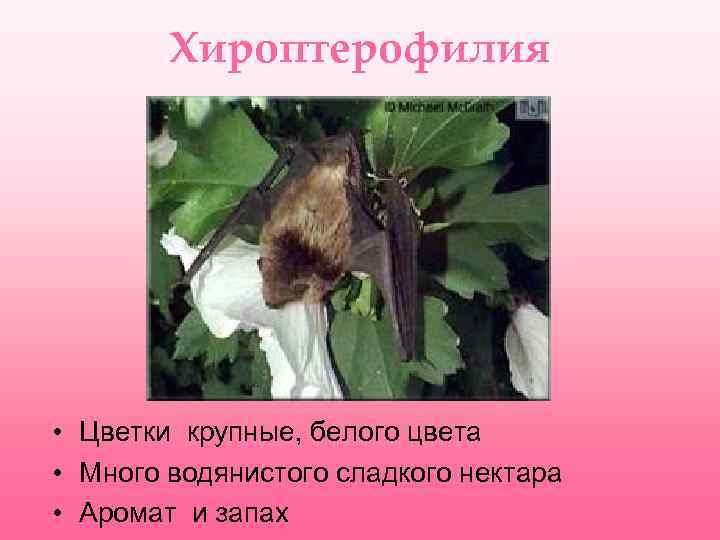 Хироптерофилия • Цветки крупные, белого цвета • Много водянистого сладкого нектара • Аромат и