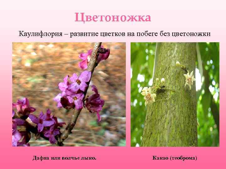 Цветоножка Каулифлория – развитие цветков на побеге без цветоножки Дафна или волчье лыко. Какао