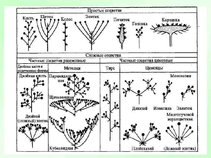 Простые цветки биология. Таблица соцветия биология 6 класс. Таблица типы соцветий 6 класс биология. Монохазий дихазий плейохазий. Схема типов соцветий.