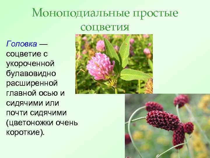 Клевер схема соцветия