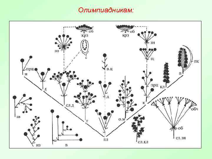 Схема соцветия колокольчик