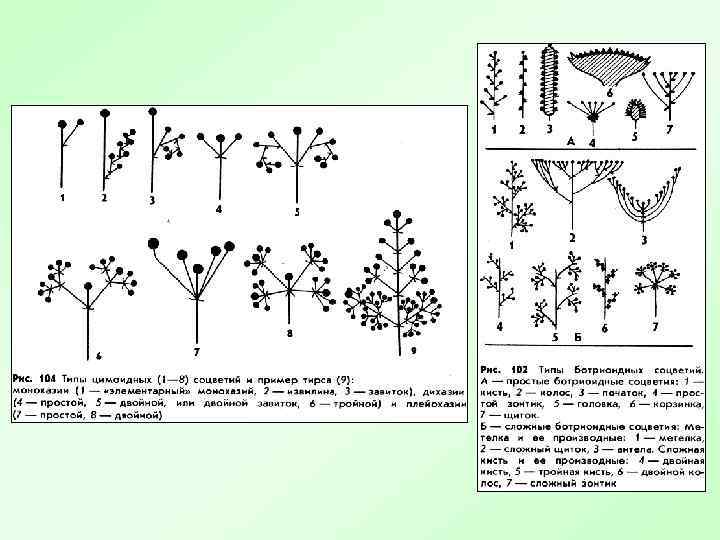 Классифицируйте приведенное на рисунке соцветие болиголова пятнистого