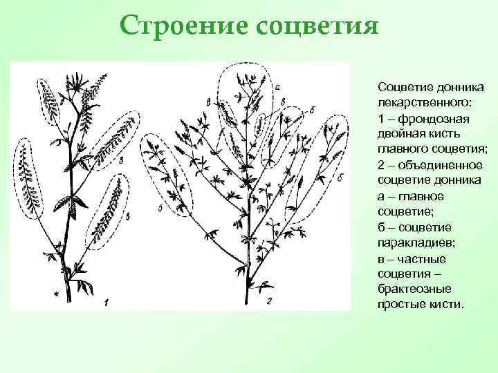 Каким номером на рисунке обозначено соцветие