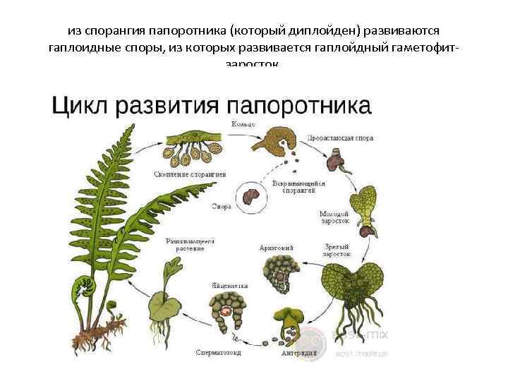 из спорангия папоротника (который диплойден) развиваются гаплоидные споры, из которых развивается гаплойдный гаметофитзаросток. 