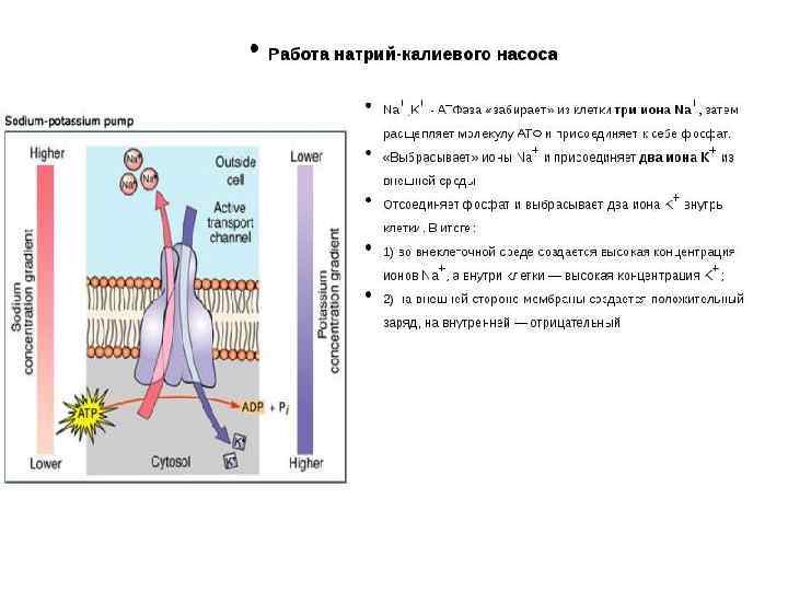 Натрий калиевый насос. Натрий калиевый насос АТФ. Калий натриевый насос функции. Натрий-калиевый насос это в биологии. Натрий калиевый насос этапы.