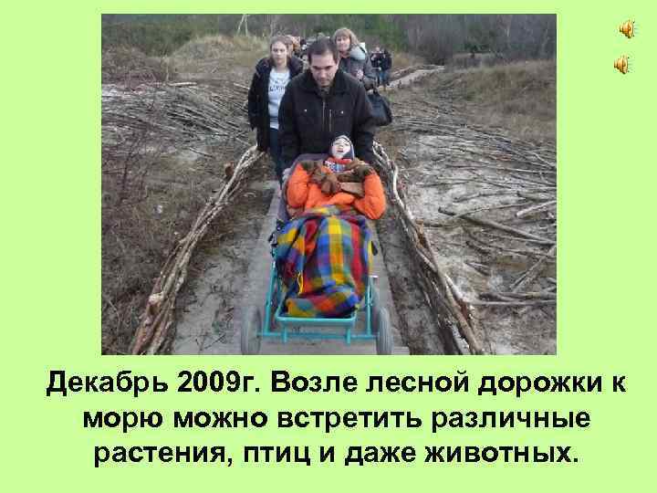 Декабрь 2009 г. Возле лесной дорожки к морю можно встретить различные растения, птиц и