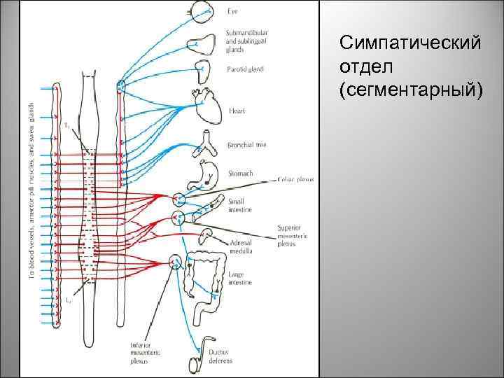 Симпатический отдел (сегментарный) 15 