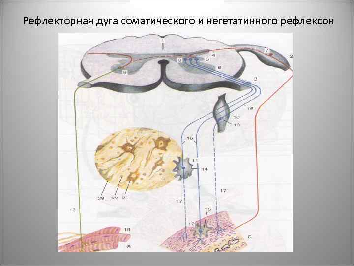 Рефлекторная дуга соматического и вегетативного рефлексов 22 