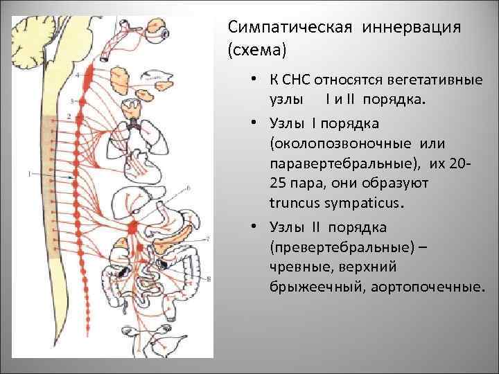 Симпатическая иннервация (схема) • К СНС относятся вегетативные узлы I и II порядка. •