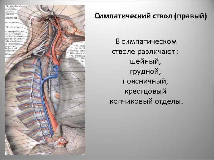 Симпатический ствол (правый) В симпатическом стволе различают : шейный, грудной, поясничный, крестцовый копчиковый отделы.