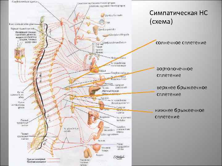 Симпатическая НС (схема) солнечное сплетение аортопочечное сплетение верхнее брыжеечное сплетение нижнее брыжеечное сплетение 36