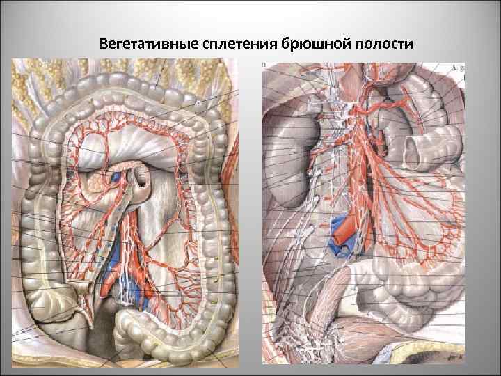 Вегетативные сплетения брюшной полости 44 