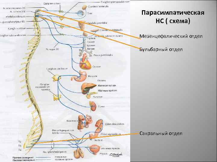 Парасимпатическая НС ( схема) Мезенцефалический отдел Бульбарный отдел Сакральный отдел 47 