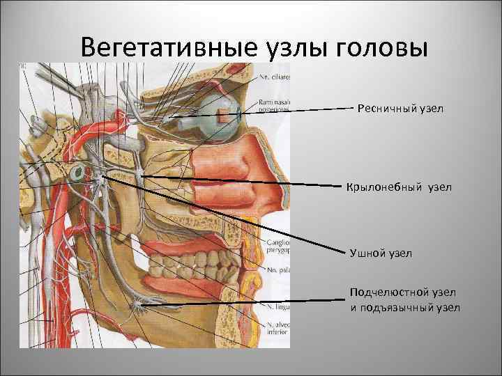 Вегетативные узлы головы Ресничный узел Крылонебный узел Ушной узел Подчелюстной узел и подъязычный узел