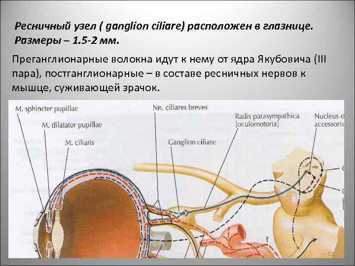 Ресничный узел ( ganglion ciliare) расположен в глазнице. Размеры – 1. 5 -2 мм.