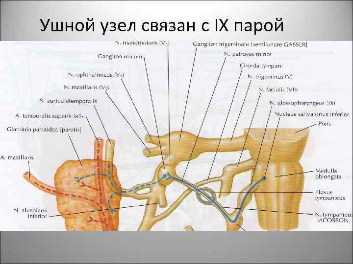 Ушной узел связан с IX парой 54 