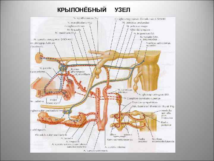 КРЫЛОНЁБНЫЙ УЗЕЛ 56 