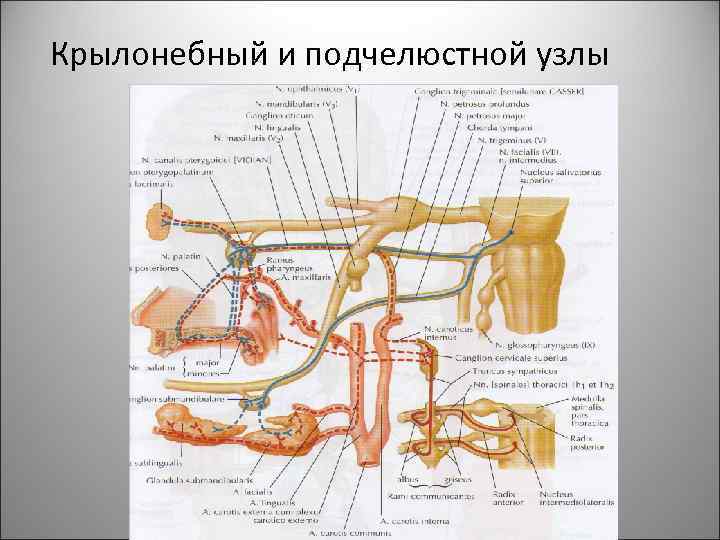 Крылонебный и подчелюстной узлы 59 