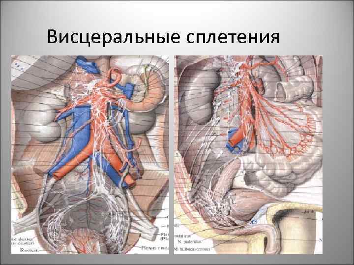 Висцеральные сплетения 63 