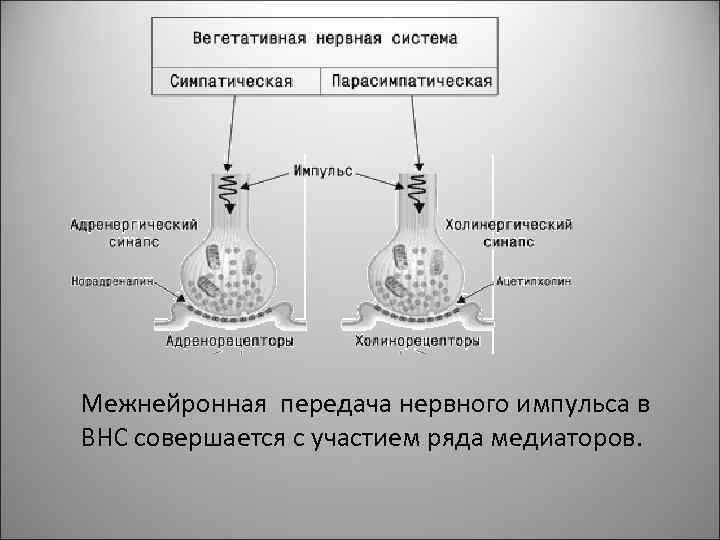 Межнейронная передача нервного импульса в ВНС совершается с участием ряда медиаторов. 7 