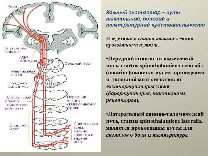 Лекция по теме Проводящие пути (медицина) 