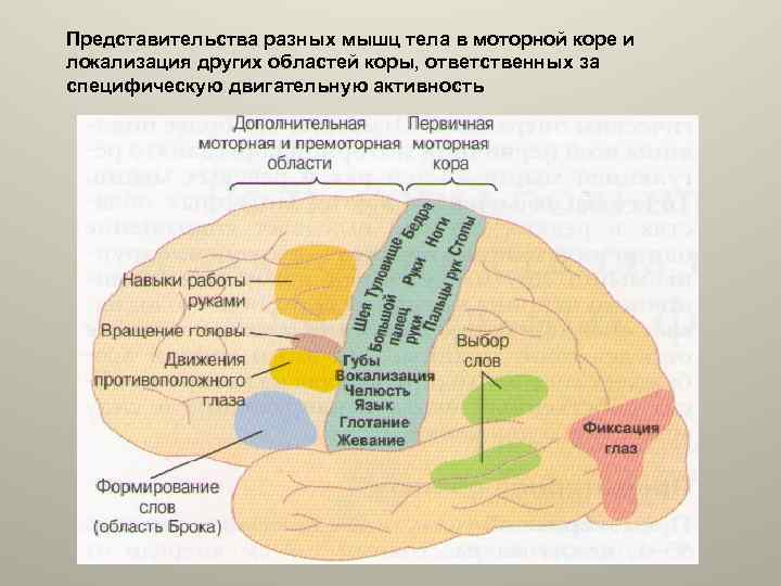 Представительства разных мышц тела в моторной коре и локализация других областей коры, ответственных за