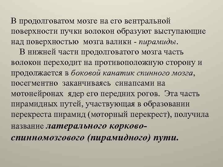 В продолговатом мозге на его вентральной поверхности пучки волокон образуют выступающие над поверхностью мозга