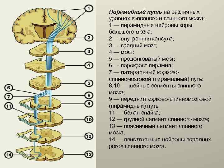 Пирамидные пути анатомия