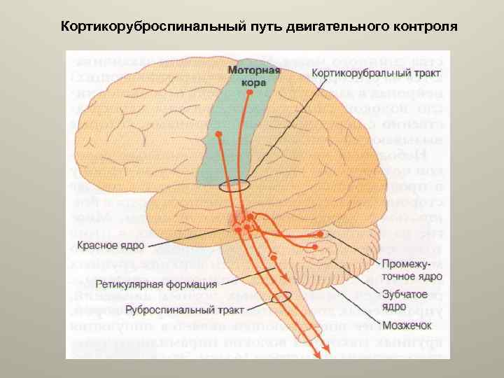 Кортикоруброспинальный путь двигательного контроля 