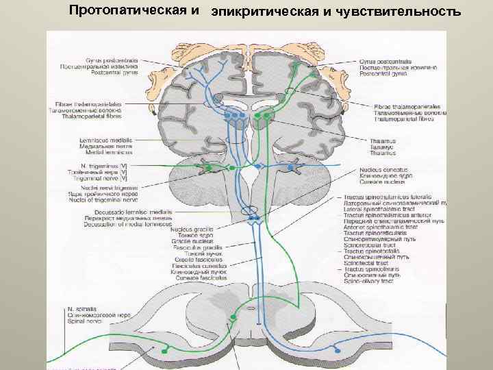 Проводящие пути анатомия