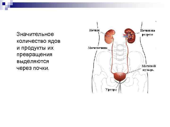 Значительное количество ядов и продукты их превращения выделяются через почки. 