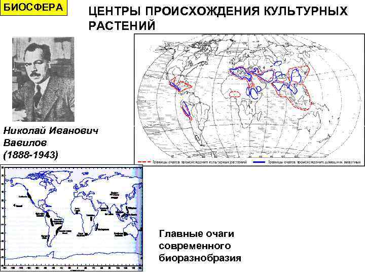 БИОСФЕРА ЦЕНТРЫ ПРОИСХОЖДЕНИЯ КУЛЬТУРНЫХ РАСТЕНИЙ Николай Иванович Вавилов (1888 -1943) Главные очаги современного биоразнобразия