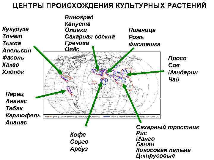 ЦЕНТРЫ ПРОИСХОЖДЕНИЯ КУЛЬТУРНЫХ РАСТЕНИЙ Кукуруза Томат Тыква Апельсин Фасоль Какао Хлопок Виноград Капуста Оливки