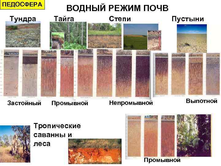 ПЕДОСФЕРА Тундра Застойный ВОДНЫЙ РЕЖИМ ПОЧВ Тайга Промывной Степи Пустыни Непромывной Тропические саванны и