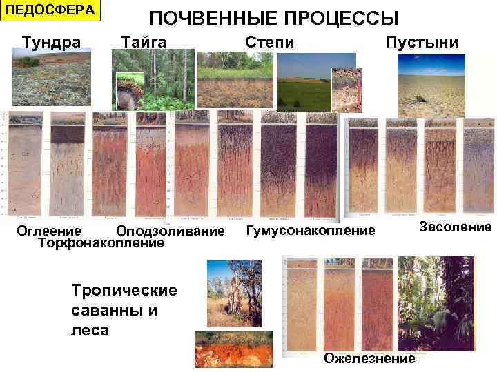 ПЕДОСФЕРА Тундра ПОЧВЕННЫЕ ПРОЦЕССЫ Тайга Оглеение Оподзоливание Торфонакопление Степи Пустыни Гумусонакопление Тропические саванны и