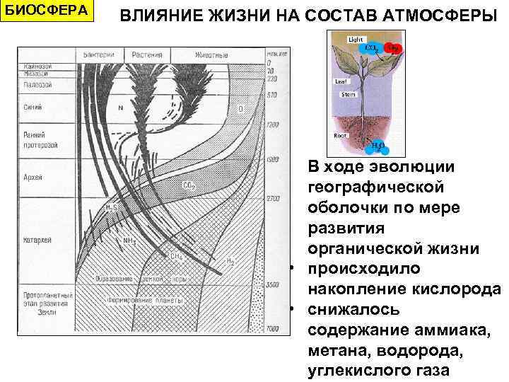 БИОСФЕРА ВЛИЯНИЕ ЖИЗНИ НА СОСТАВ АТМОСФЕРЫ В ходе эволюции географической оболочки по мере развития