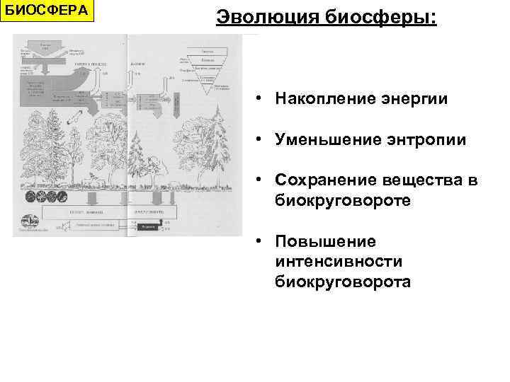 БИОСФЕРА Эволюция биосферы: • Накопление энергии • Уменьшение энтропии • Сохранение вещества в биокруговороте