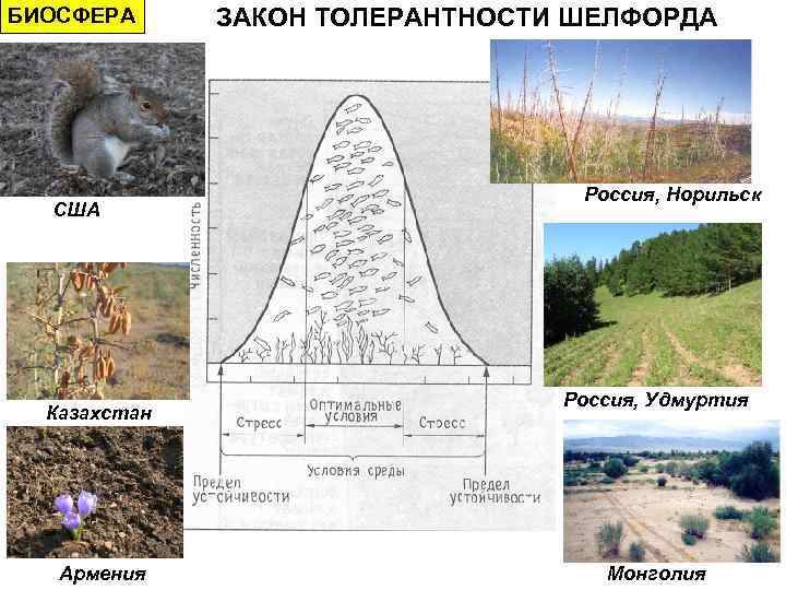 БИОСФЕРА США Казахстан Армения ЗАКОН ТОЛЕРАНТНОСТИ ШЕЛФОРДА Россия, Норильск Россия, Удмуртия Монголия 