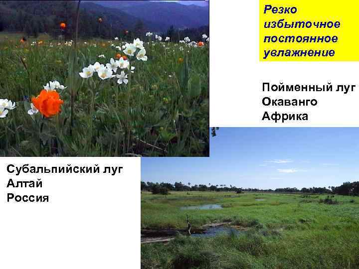 Резко избыточное постоянное увлажнение Пойменный луг Окаванго Африка Субальпийский луг Алтай Россия 